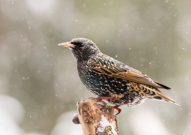 Обои картинки фото животные, птицы, птичка