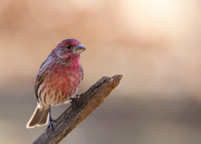 Обои картинки фото животные, птицы, птичка
