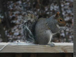 Картинка календари животные белка