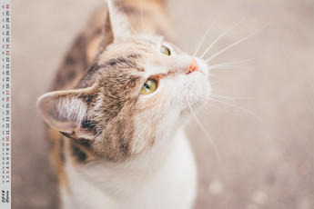 обоя календари, животные, кошка, взгляд