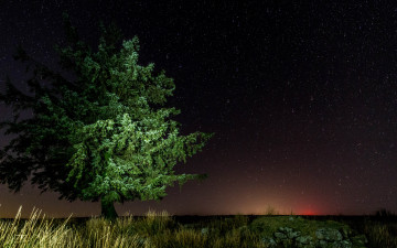 Картинка природа деревья простор