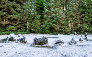 Картинка природа лес простор