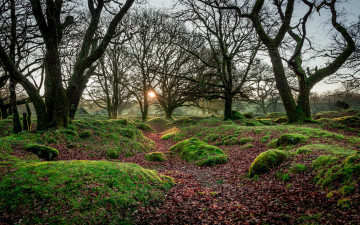 Картинка природа лес простор