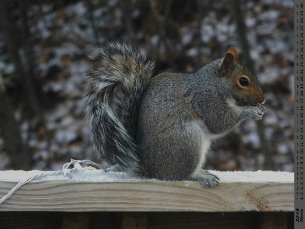 Обои картинки фото календари, животные, белка