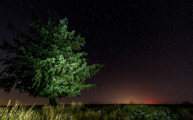 Обои картинки фото природа, деревья, простор