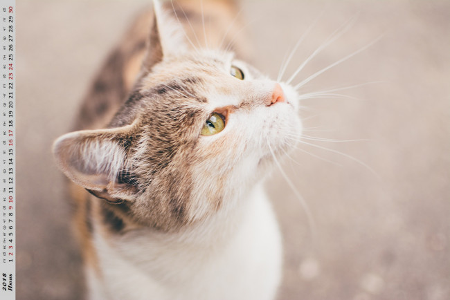 Обои картинки фото календари, животные, кошка, взгляд