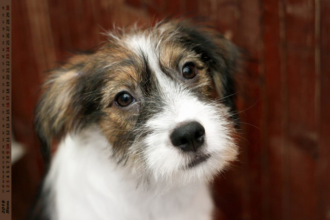 Обои картинки фото календари, животные, собака, взгляд