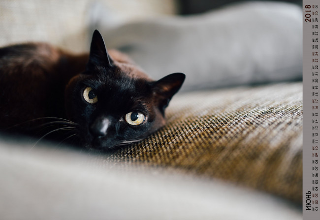 Обои картинки фото календари, животные, кошка, взгляд