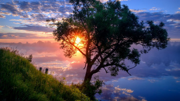 Картинка природа деревья дубна