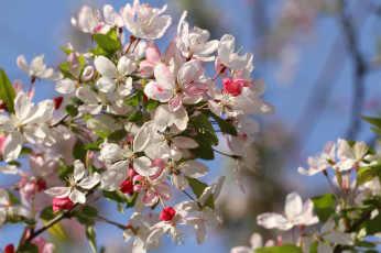 Картинка цветы цветущие+деревья+ +кустарники весна
