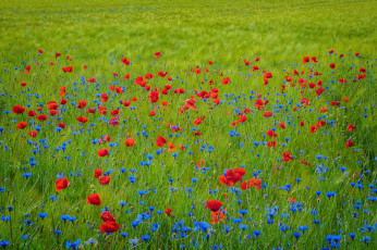 Картинка цветы луговые+ полевые +цветы маки