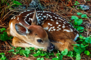 Картинка животные олени оленёнок