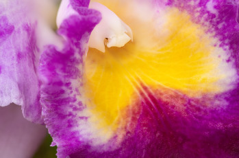 Картинка цветы орхидеи орхидея