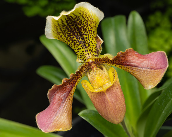 Обои картинки фото цветы, орхидеи, орхидея