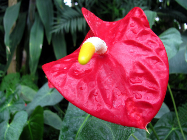 Обои картинки фото цветы, антуриум , цветок фламинго, макро