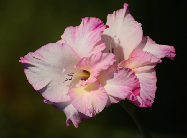 Обои картинки фото цветы, гладиолусы