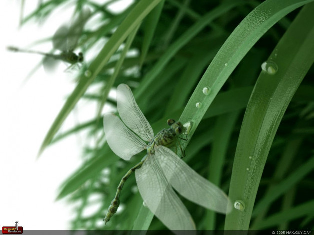 Обои картинки фото животные, стрекозы