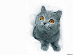 Картинка животные коты