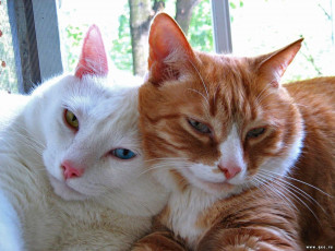 Картинка животные коты