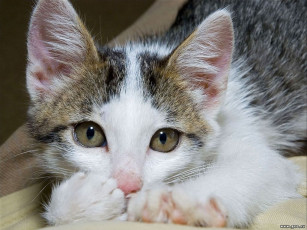 Картинка животные коты