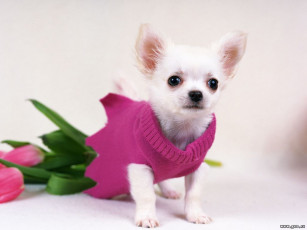 Картинка животные собаки