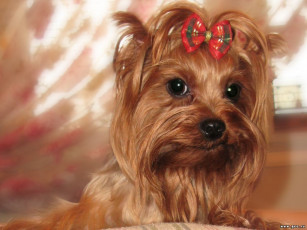 Картинка животные собаки