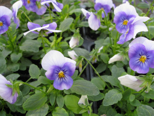 Картинка цветы анютины глазки садовые фиалки