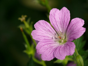 Картинка цветы герань