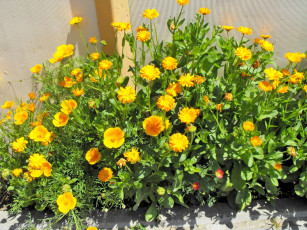 Картинка цветы разные вместе