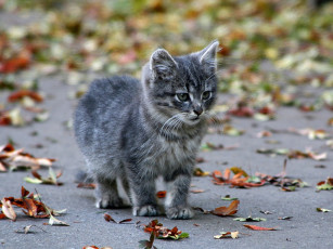 Картинка mongoose *** животные коты