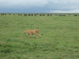 Картинка животные разные вместе