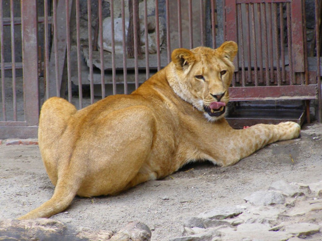 Обои картинки фото животные, львы