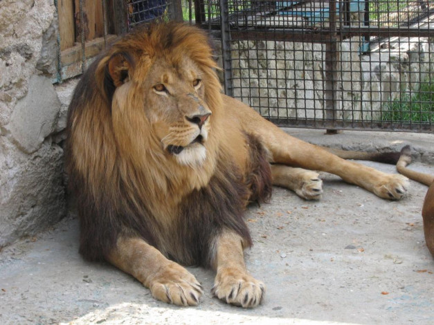 Обои картинки фото животные, львы