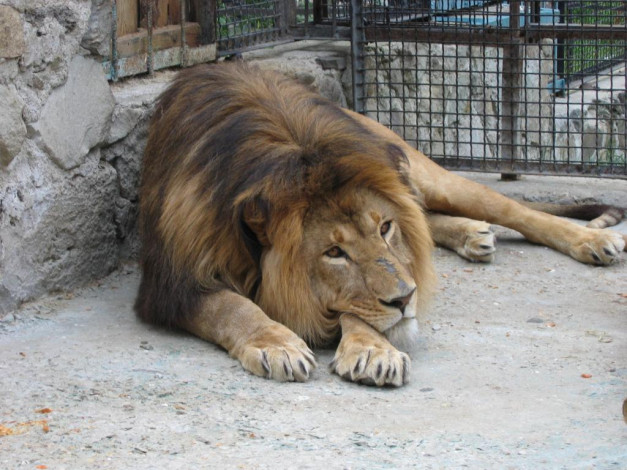 Обои картинки фото животные, львы