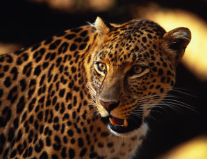 Картинка животные леопарды