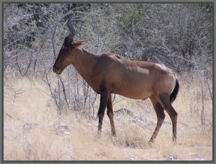 Картинка животные антилопы