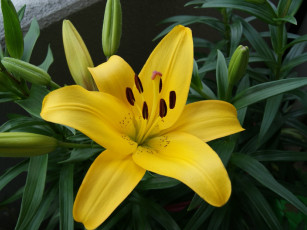 Картинка цветы лилии лилейники