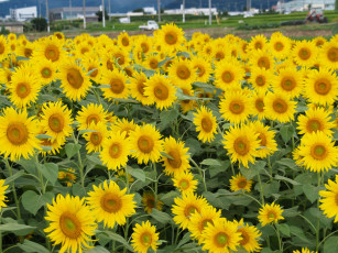 Картинка цветы подсолнухи