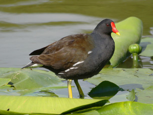 Картинка животные птицы