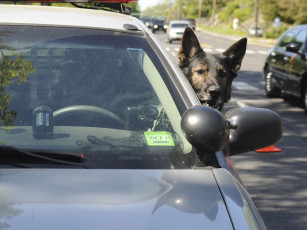 Картинка животные собаки