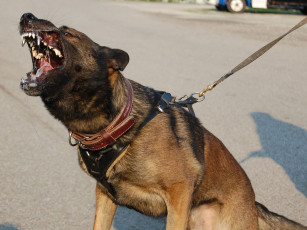 Картинка животные собаки