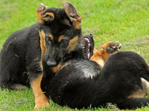 Картинка животные собаки