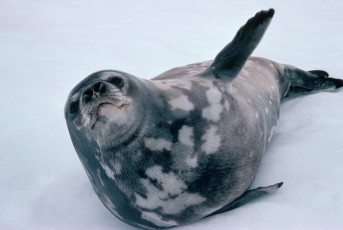 Картинка животные тюлени морские львы котики