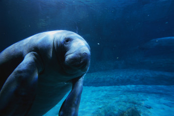 обоя животные, морские, коровы, слоны