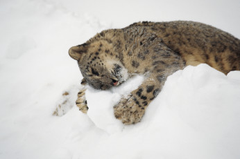 Картинка животные снежный барс ирбис