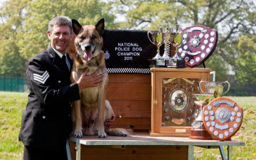 Картинка животные собаки