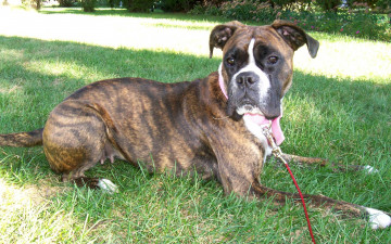 Картинка животные собаки