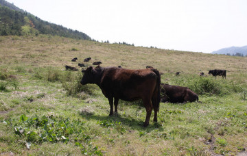 Картинка животные коровы буйволы