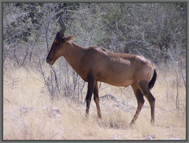 Обои картинки фото животные, антилопы