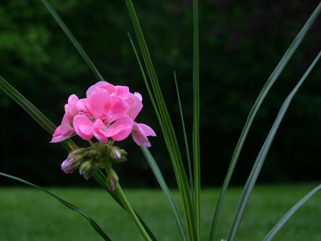 Обои картинки фото цветы, герань